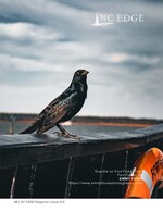 grackle wildlife photography