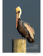 Brown pelican wildlife photography