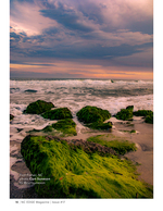 Algae covered rocks coastal photography