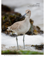 Willet shorebird wildlife photography