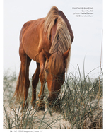 Wild mustang wildlife photography