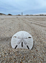 Sand Dollar