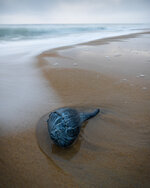 Outer Banks Treasure