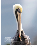 The Pelican Pose